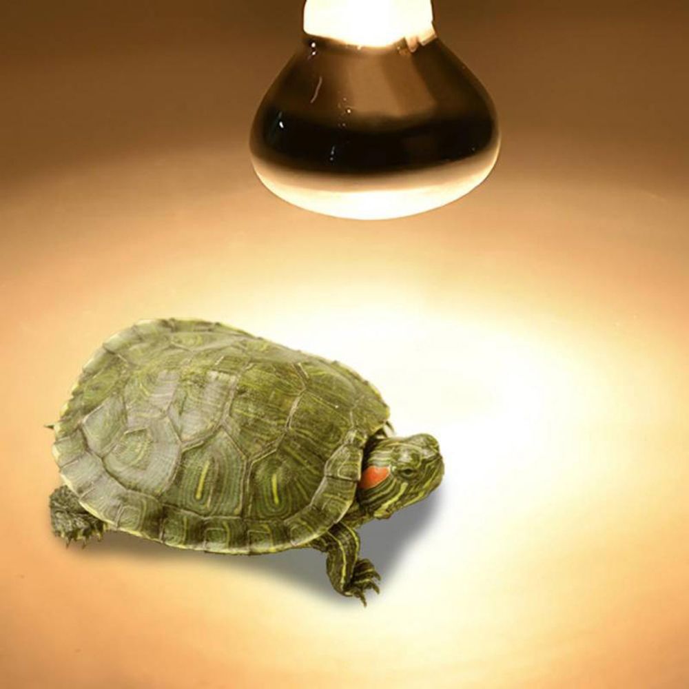Lâmpada de Aquecimento para Ta - Basking Bulb Halogen avaliação e preço