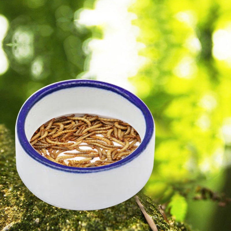 Tigela para répteis, prato de  - Water Dish Reptile avaliação e preço